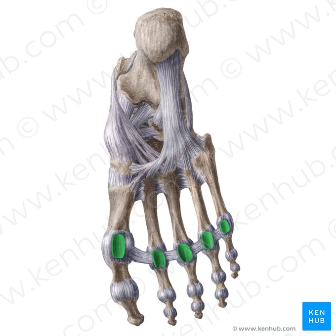 Ligaments métatarsophalangiens plantaires (Ligamenta metatarsophalangea plantaria); Image : Liene Znotina