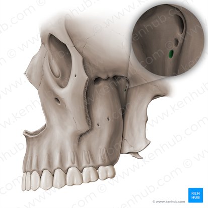 Conducto palatovaginal (Canalis palatovaginalis); Imagen: Paul Kim