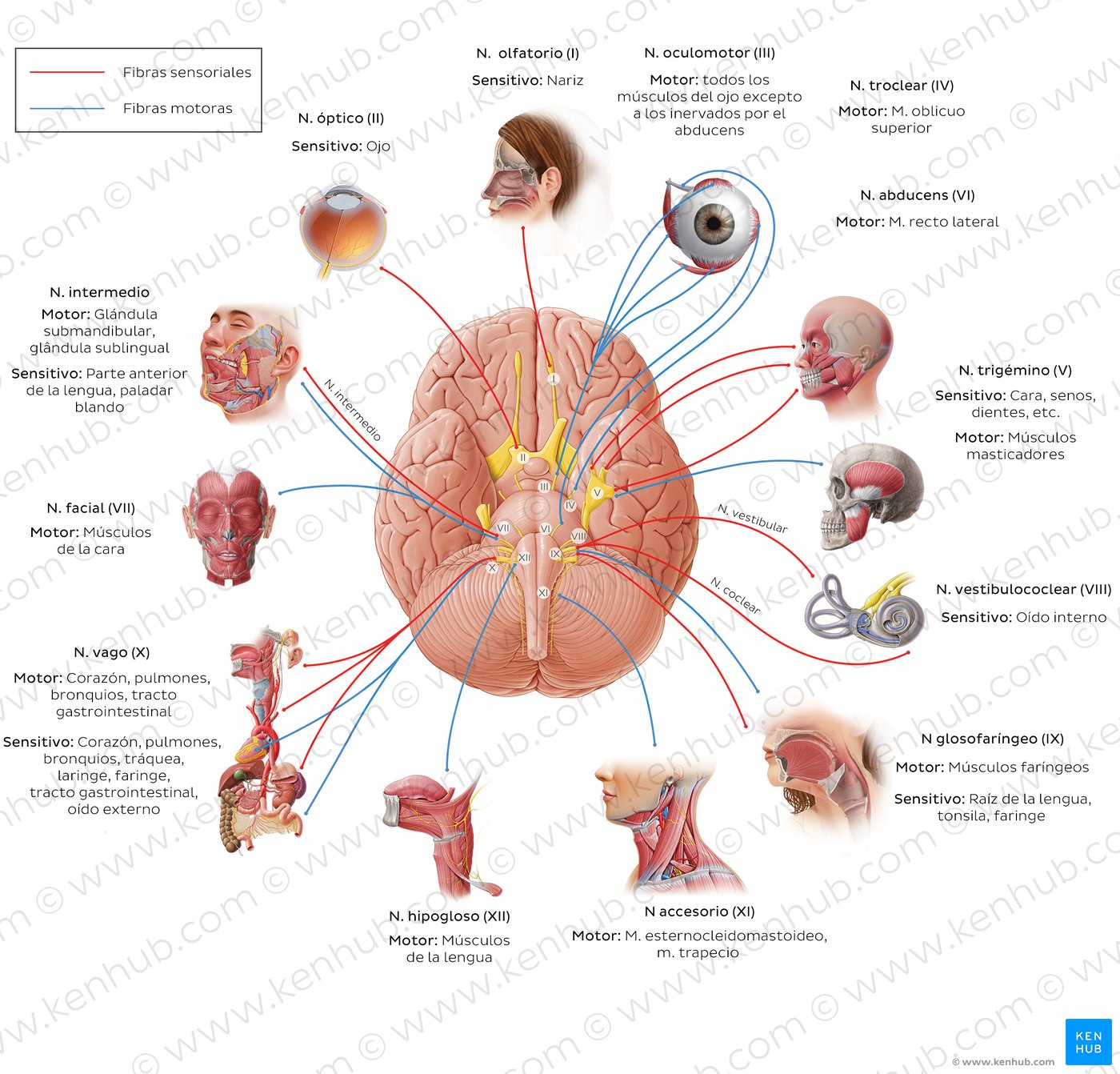 Pares craneales: Anatomía, nombres,funciones,mnemotécnica | Kenhub