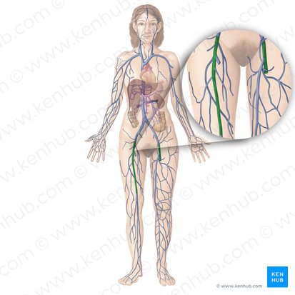 Vena femoral (Vena femoralis); Imagen: Begoña Rodriguez