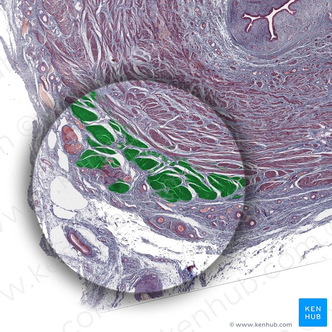 Musculus circularis (Ringmuskulatur); Bild: 