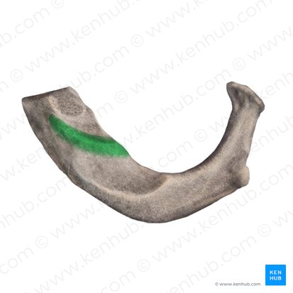 Tubérculo del músculo escaleno anterior de la 1ª costilla (Tuberculum musculi scaleni anterioris); Imagen: Begoña Rodriguez