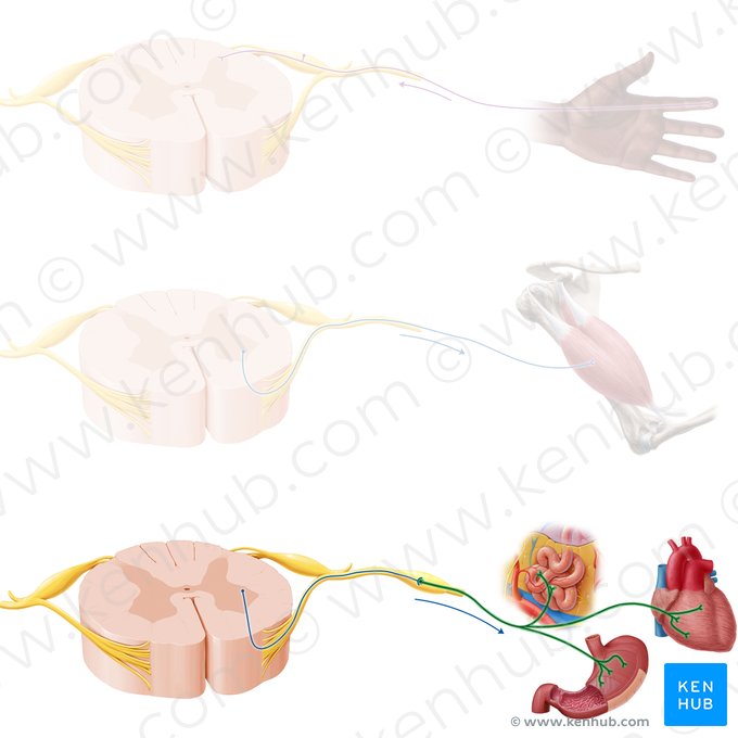 Postganglionic autonomic nerve fiber (Neurofibra autonomica postganglionica); Image: Paul Kim
