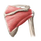 Rotator cuff muscles