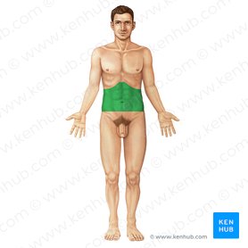 Abdominal wall: Layers, muscles and fascia | Kenhub