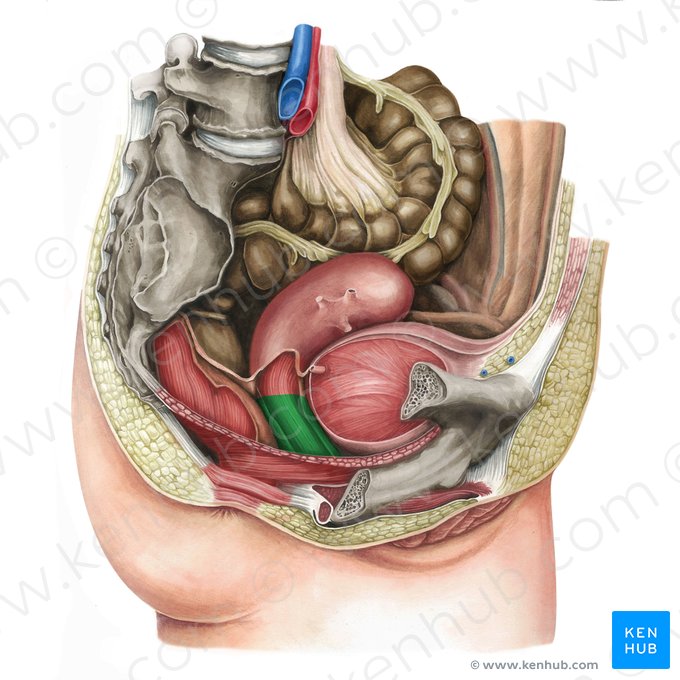 Vagina; Image: Irina Münstermann