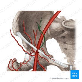 Inferior epigastric artery (Arteria epigastrica inferior); Image: Rebecca Betts
