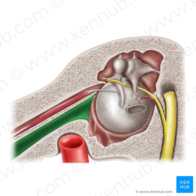 Semicanal for auditory tube (Semicanalis tubae auditivae); Image: Mao Miyamoto