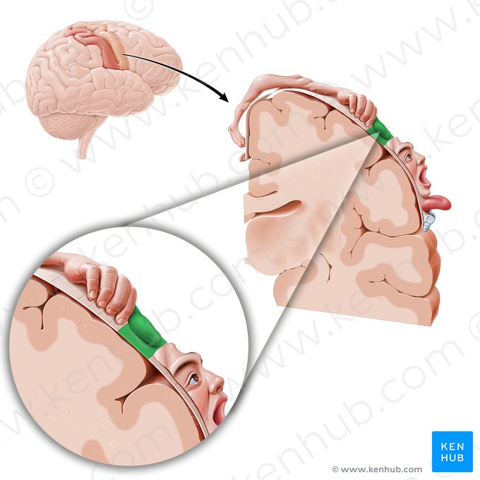 Cortex motorius pollicis (Motorischer Kortex des Daumens); Bild: Paul Kim