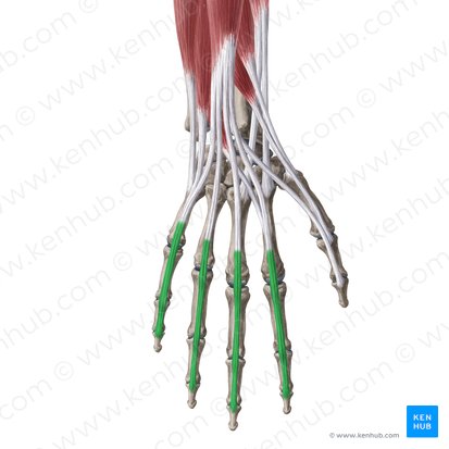 Aponeurosis extensoria digitorum 2-5 manus (Dorsalaponeurose des 2.-5. Fingers); Bild: Yousun Koh