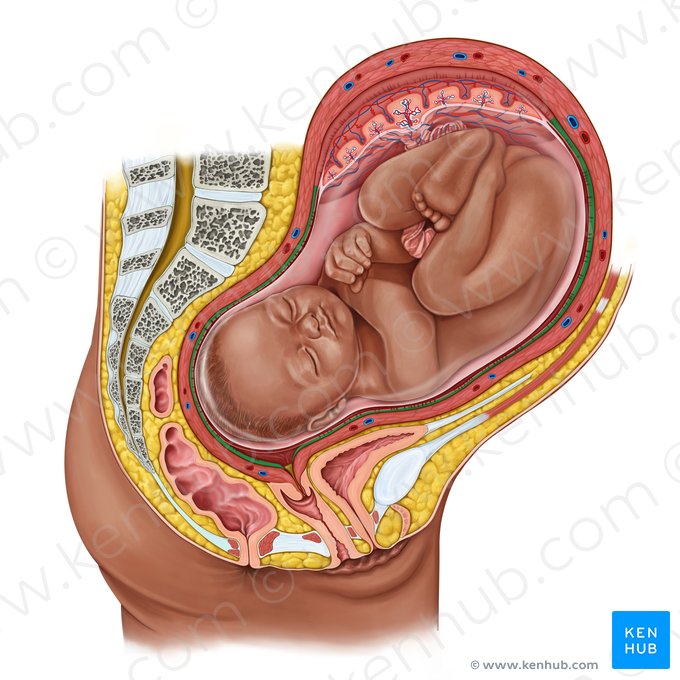 Decídua parietal (Decidua parietalis); Imagem: Irina Münstermann