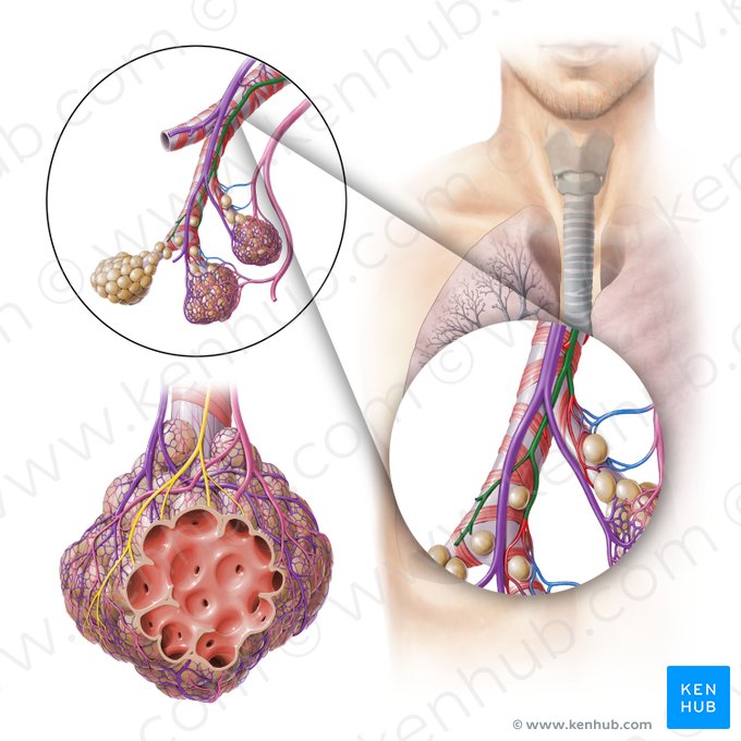 Arteria bronchialis (Bronchialarterie); Bild: Paul Kim