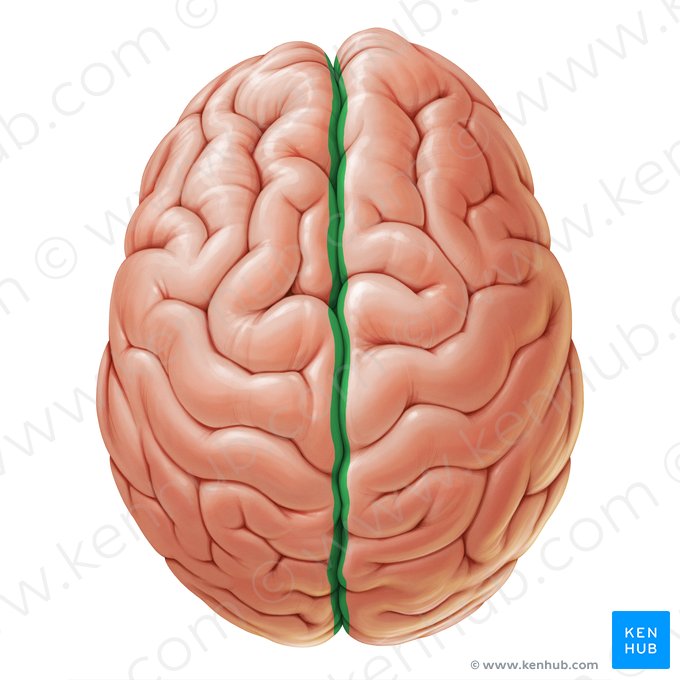 Fisura longitudinal cerebral (Fissura longitudinalis cerebri); Imagen: Paul Kim