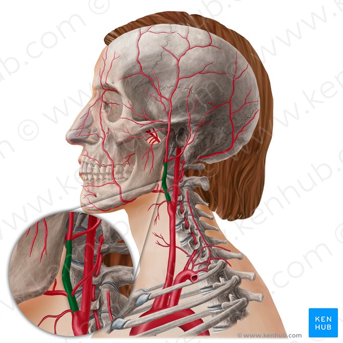 External carotid artery (Arteria carotis externa); Image: Yousun Koh