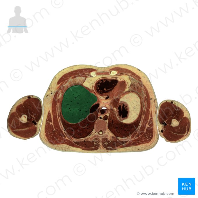 Right lobe of liver (Lobus dexter hepatis); Image: National Library of Medicine