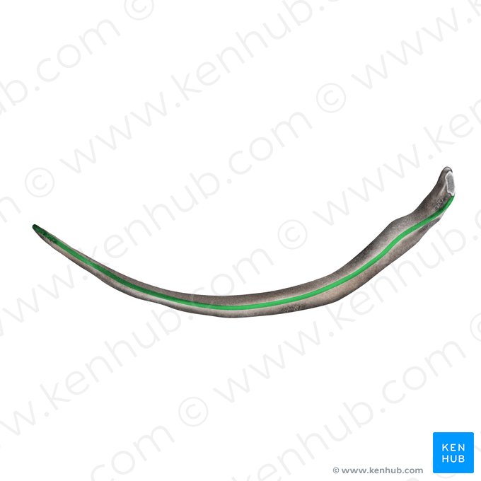 Insertion supérieure du muscle intercostal interne de la 11ème côte (Insertio superior musculi intercostalis interni costae 11); Image : Mao Miyamoto