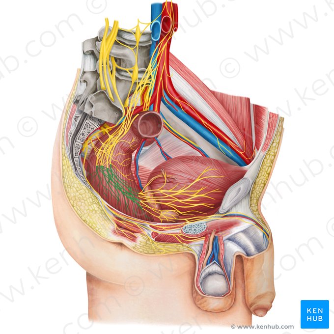 Plexo rectal inferior (Plexus anorectalis inferior); Imagen: Irina Münstermann