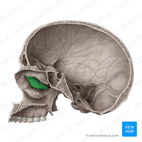 Cornete nasal medio del hueso etmoides (Concha media nasi ossis ethmoidalis); Imagen: Yousun Koh