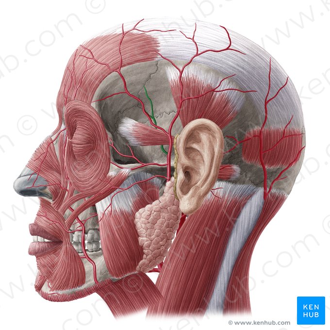 Arteria temporalis media (Mittlere Schläfenarterie); Bild: Yousun Koh