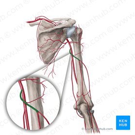 Arteria braquial profunda (Arteria profunda brachii); Imagen: Yousun Koh