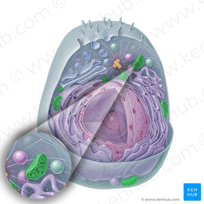 Mitochondrie (Mitochondrion); Image : Paul Kim