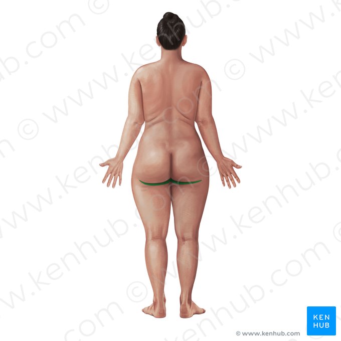 Prega glútea (Sulcus glutealis); Imagem: Paul Kim