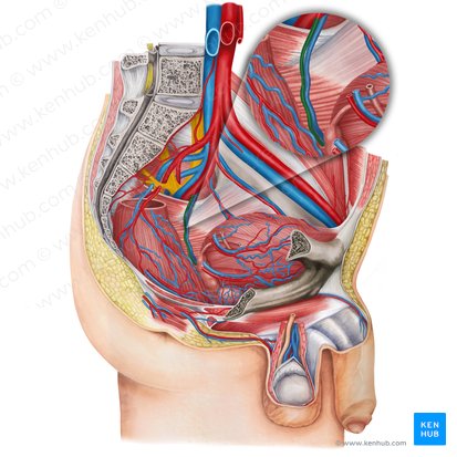 Left middle anorectal artery (Arteria anorectalis media sinistra); Image: Irina Münstermann
