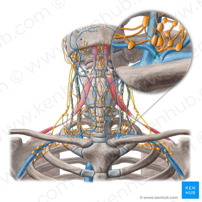 Conducto torácico (Ductus thoracicus); Imagen: Yousun Koh