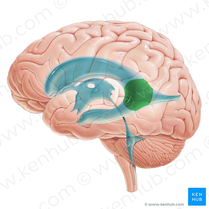 Átrio do ventrículo lateral (Atrium ventriculi lateralis); Imagem: Paul Kim