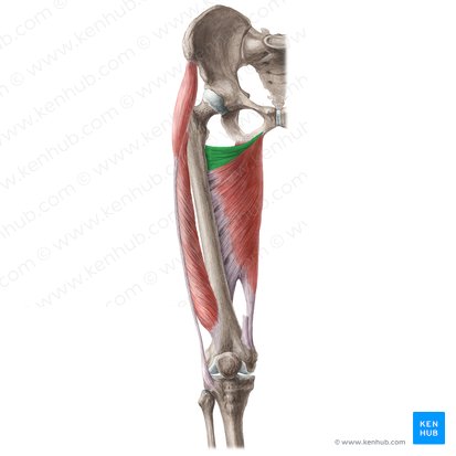 Musculus adductor minimus (Kleinster Oberschenkelanzieher); Bild: Liene Znotina