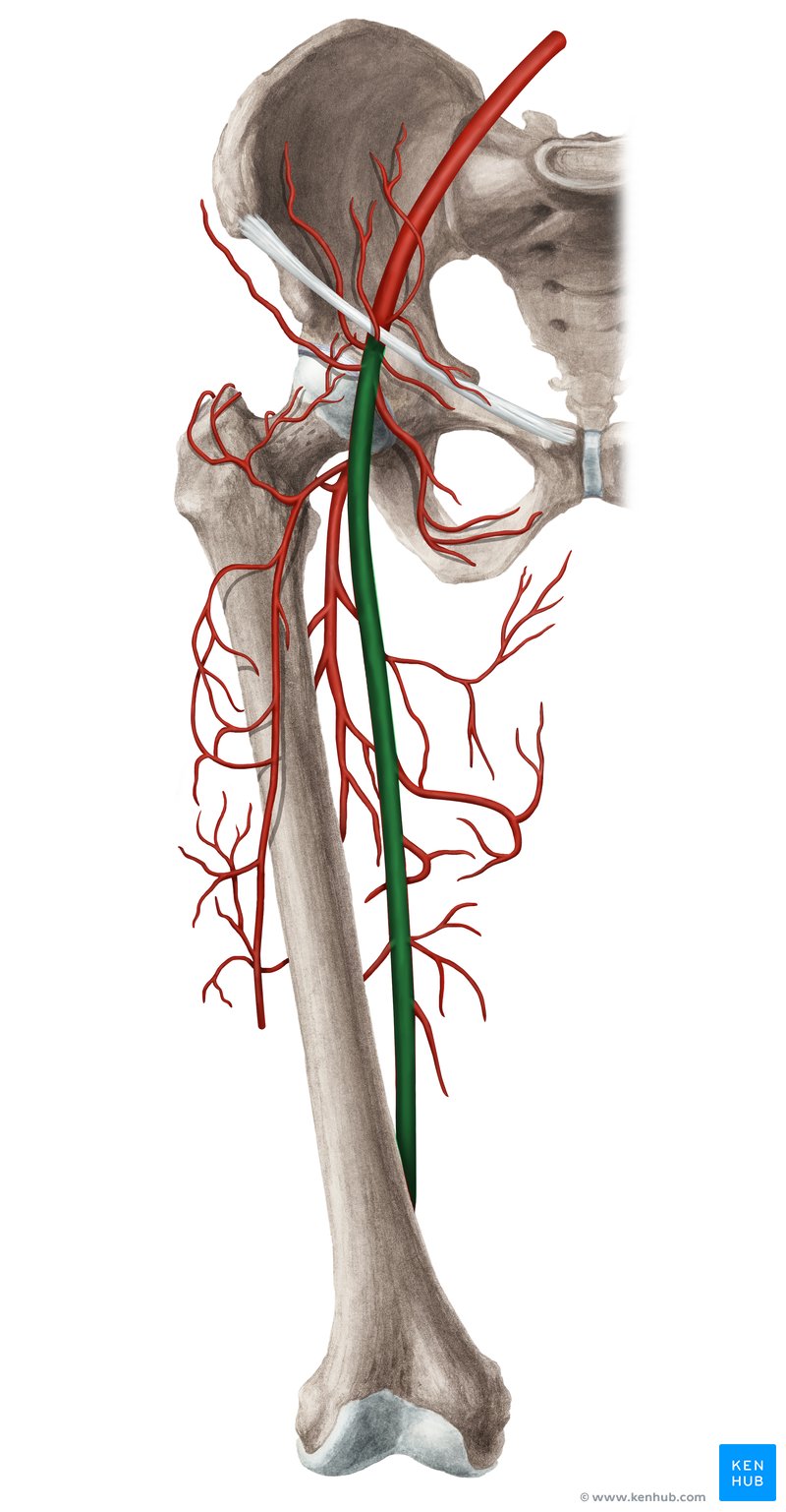 Femoral artery - ventral view