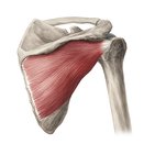 Infraspinatus muscle