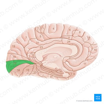 Área 17 de Brodmann (Area Brodmann 17); Imagen: Paul Kim