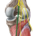 Nervus tibialis