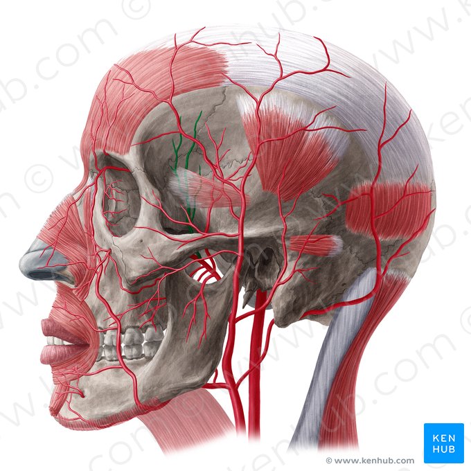 Arteria temporal profunda anterior (Arteria temporalis profunda anterior); Imagen: Yousun Koh