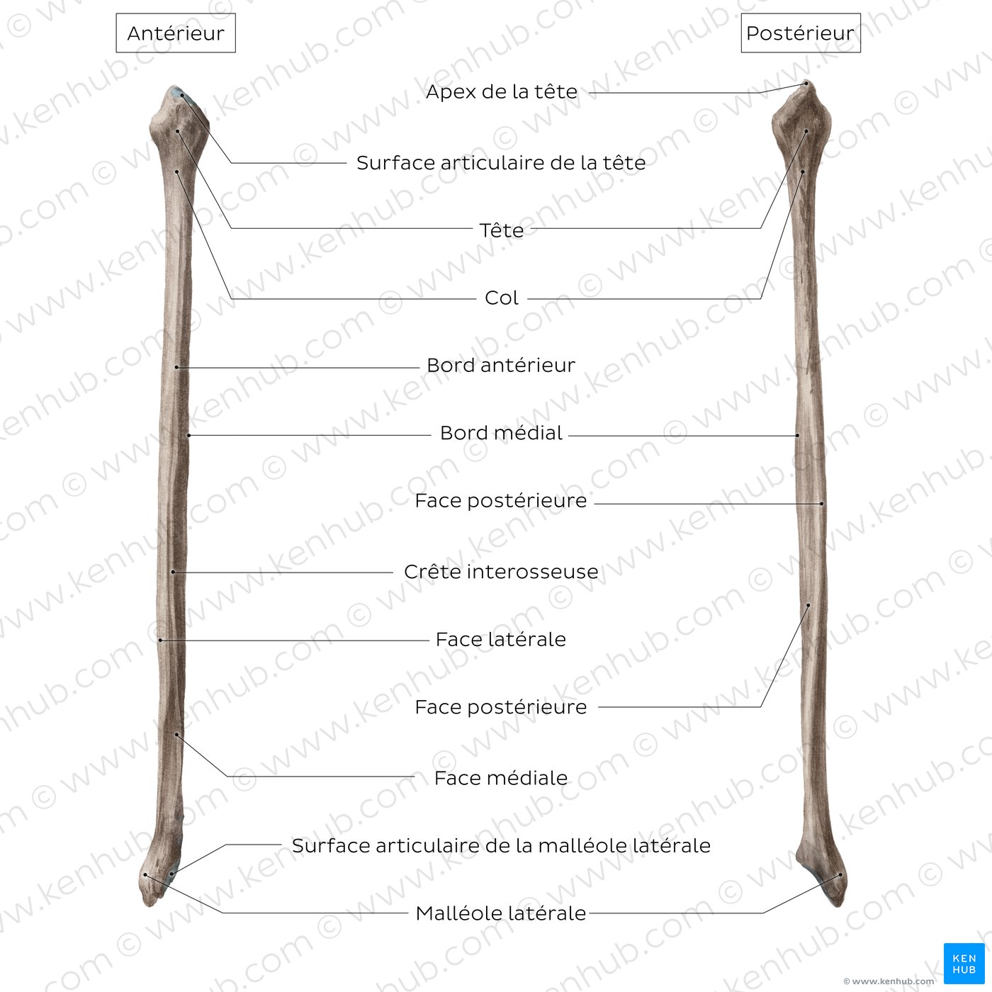 Fibula : Schéma anatomique