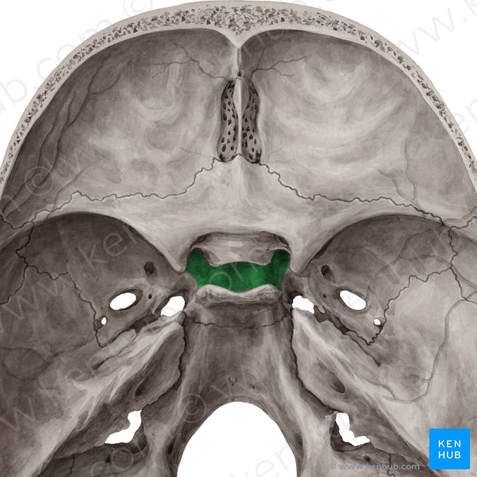 Sella turcica of sphenoid bone (Sella turcica ossis sphenoidalis); Image: Yousun Koh