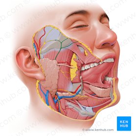 Ramos cigomáticos del nervio facial (Rami zygomatici nervi facialis); Imagen: Paul Kim
