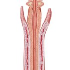 Male urethra 