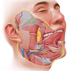 Salivary glands