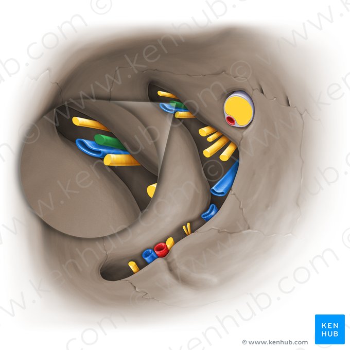 Frontal nerve (Nervus frontalis); Image: Paul Kim