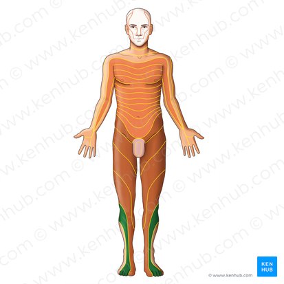 Dermátomo L5 (Dermatoma L5); Imagem: Irina Münstermann