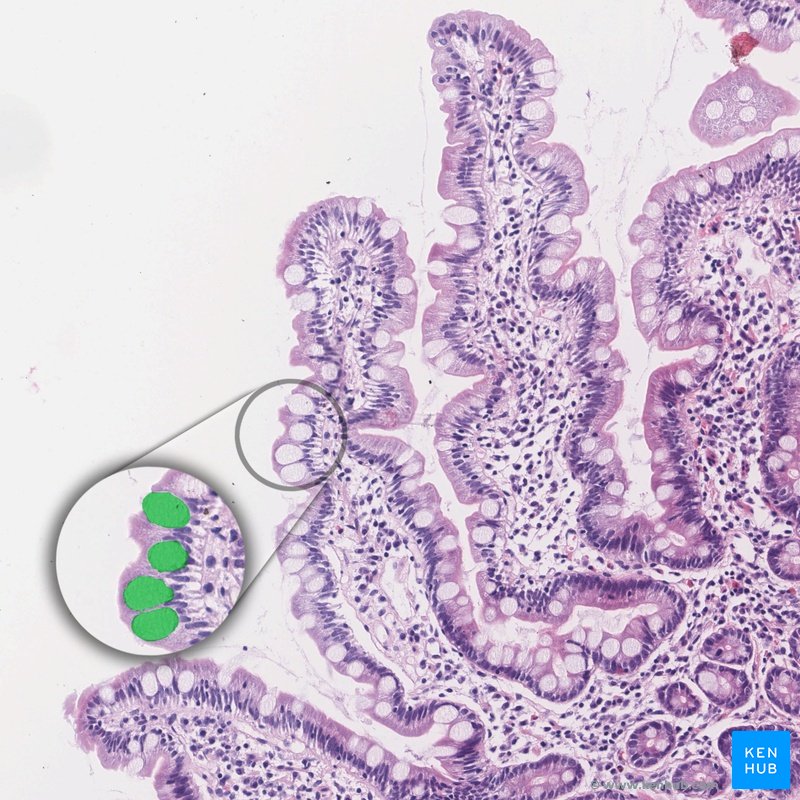 Goblet cells - Histology