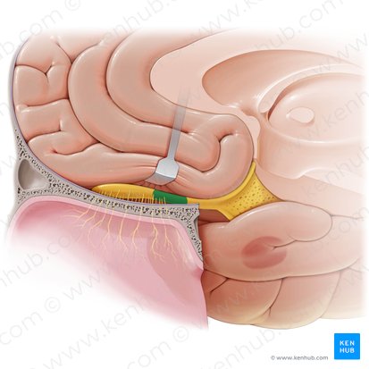 Anterior olfactory nucleus (Nucleus olfactorius anterior); Image: Paul Kim