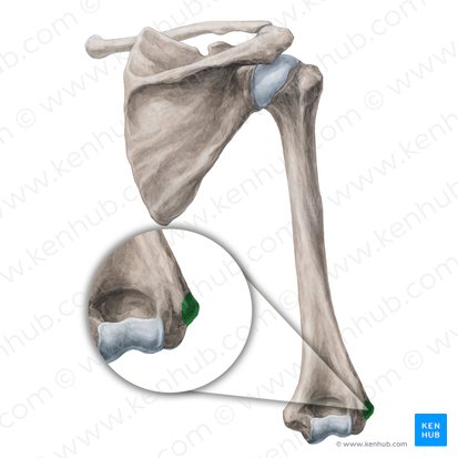 Epicôndilo lateral do úmero (Epicondylus lateralis humeri); Imagem: Yousun Koh