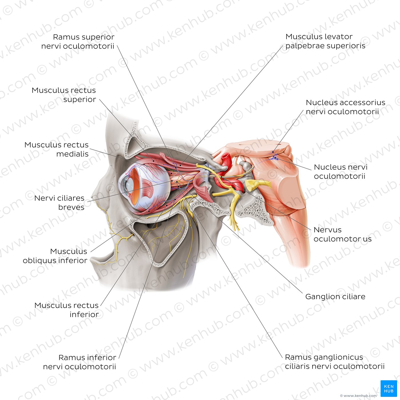 Nervus oculomotorius   Anatomie & Klinik   Kenhub