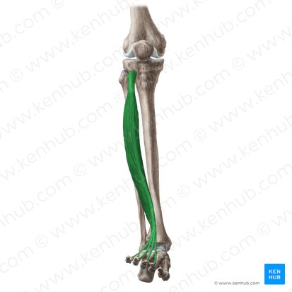 Músculo extensor longo dos dedos (Musculus extensor digitorum longus); Imagem: Liene Znotina