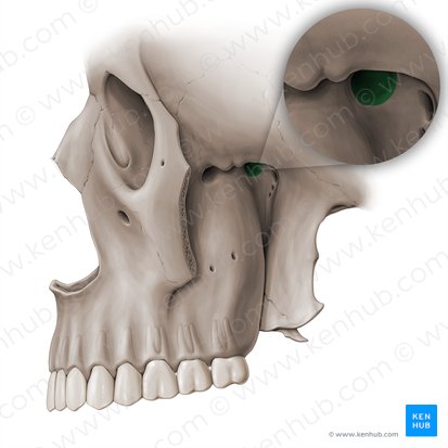 Sphenopalatine foramen (Foramen sphenopalatinum); Image: Paul Kim