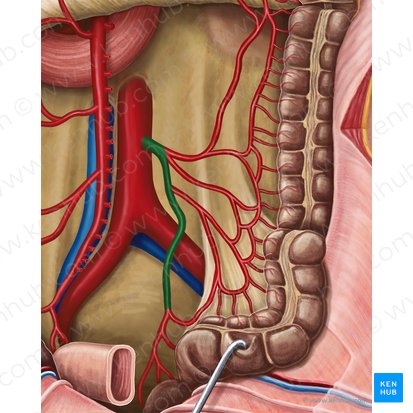 Inferior mesenteric artery (Arteria mesenterica inferior); Image: Irina Münstermann