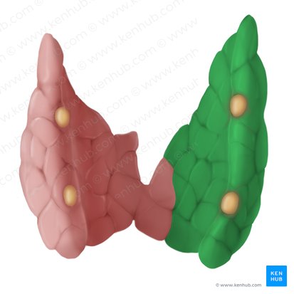 Lobus dexter glandulae thyroideae (Rechter Schilddrüsenlappen); Bild: Begoña Rodriguez
